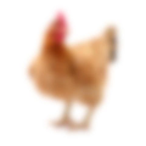 Chicken broiler