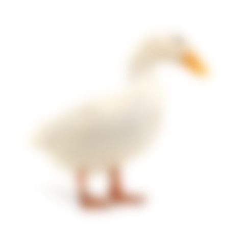 Domestic goose